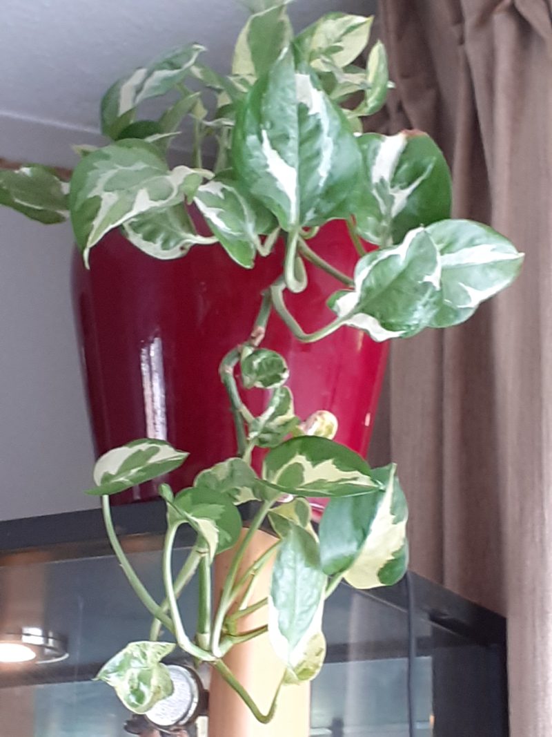 Ik heb een plantje…..